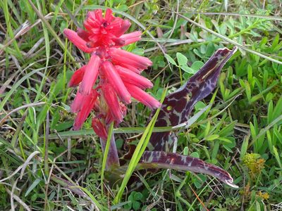 Lachenalia bulbifera, photographed by Shaun Swanepoel