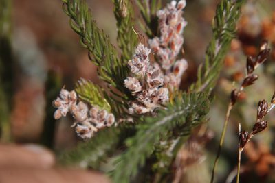 Spatalla caudata, photographed by Tony Rebelo