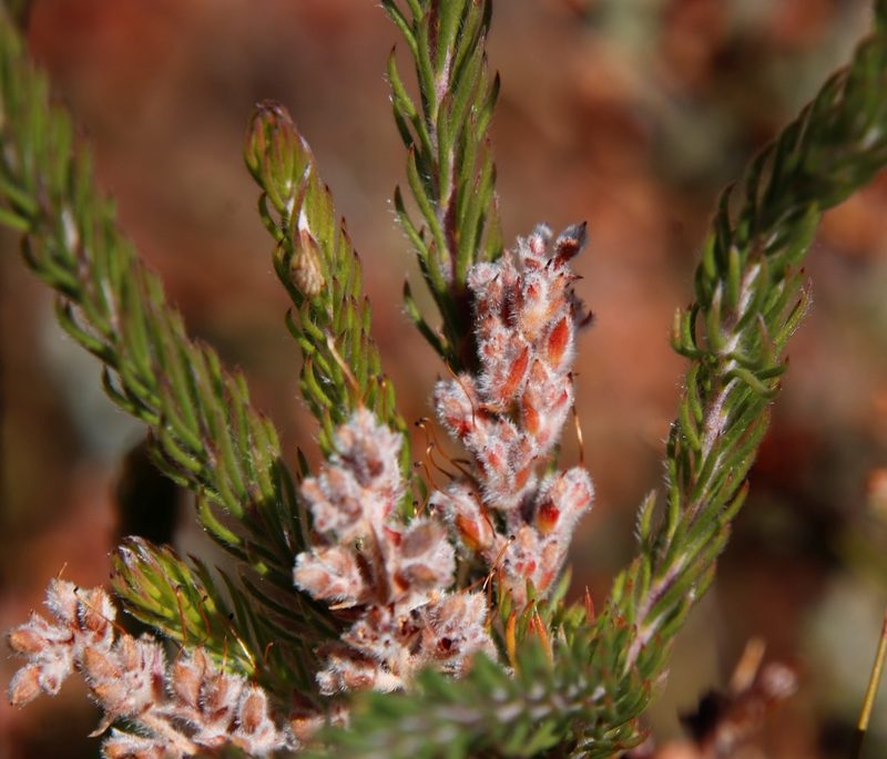 Spatalla caudata, photographed by Tony Rebelo