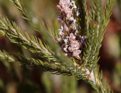 Spatalla caudata, photographed by Tony Rebelo