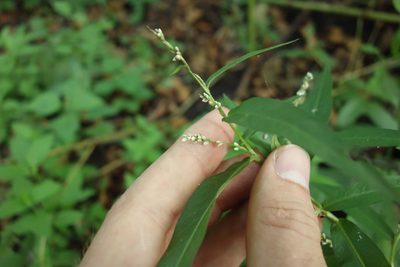 Persicaria minor, photographed by Aleksei Baushev