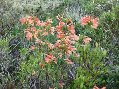 Erica glandulosa, photographed by Di Turner