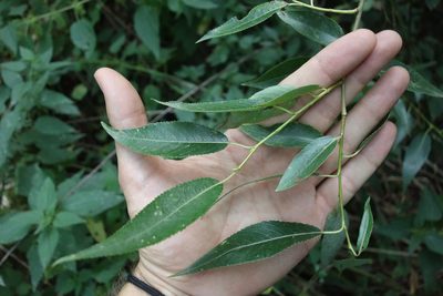 Salix euxina, photographed by Aleksei Baushev