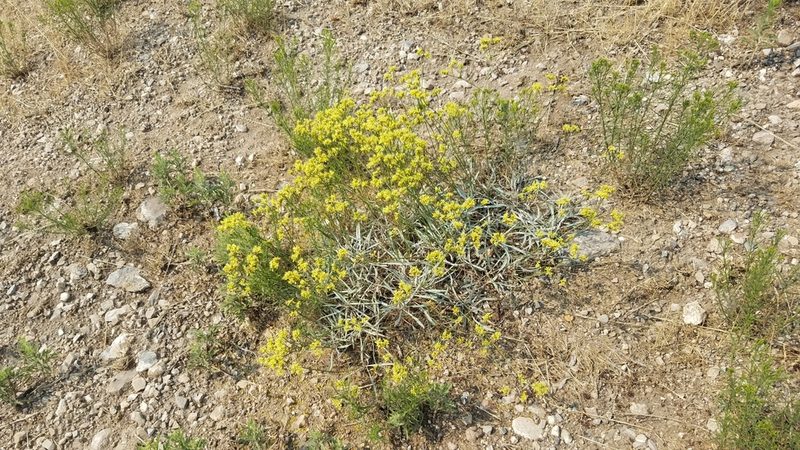 Eriogonum brevicaule, photographed by Mitch Van Dyke