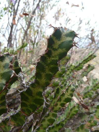 Euphorbia enormis, photographed by Andrew Hankey