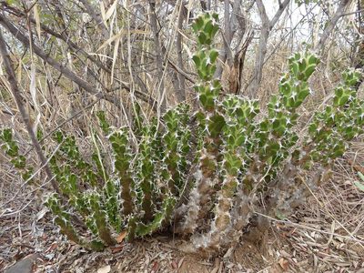 Euphorbia enormis, photographed by Andrew Hankey