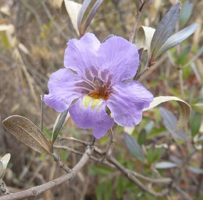 Petalidium oblongifolium, photographed by Andrew Hankey