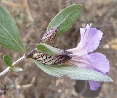 Petalidium oblongifolium, photographed by Andrew Hankey