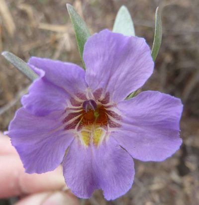 Petalidium oblongifolium, photographed by Andrew Hankey