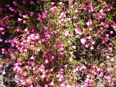Erica tetrathecoides, photographed by Di Turner