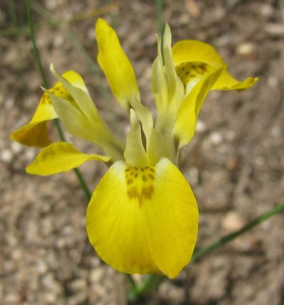 Moraea macronyx, photographed by douglaseustonbrown