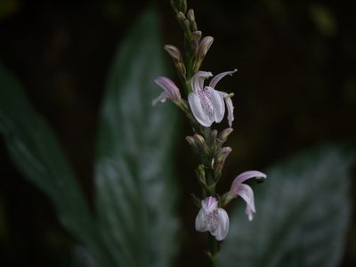 Justicia santapaui, photographed by Dinesh Valke