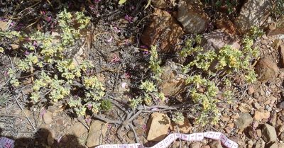 Hermannia minutiflora, photographed by Nicola van Berkel