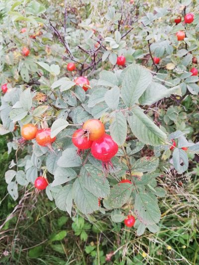 Rosa villosa, photographed by Татьяна Максимова