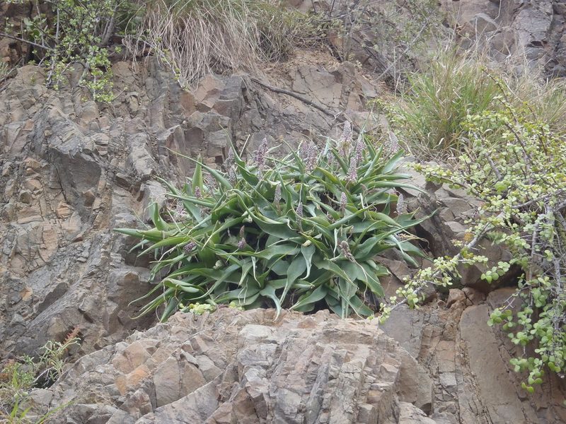 Ledebouria venteri, photographed by Nicola van Berkel