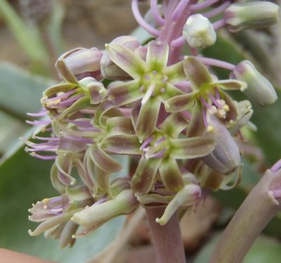 Ledebouria venteri, photographed by Nicola van Berkel