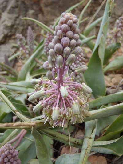 Ledebouria venteri, photographed by Nicola van Berkel