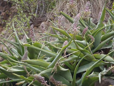 Ledebouria venteri, photographed by Nicola van Berkel