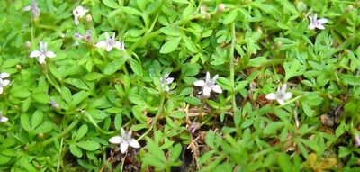 Lobelia muscoides, photographed by Di Turner
