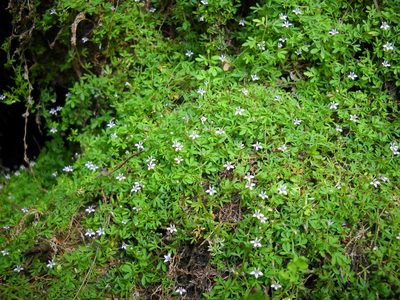 Lobelia muscoides, photographed by Di Turner