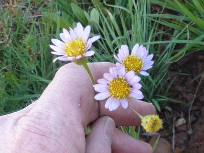 Afroaster serrulatus, photographed by Andrew Hankey