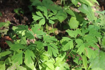 Corydalis capnoides, photographed by Nina Filippova