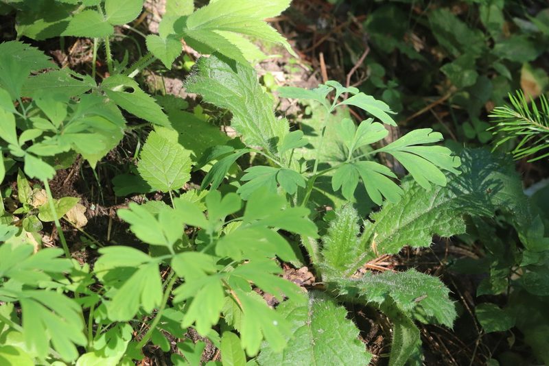 Corydalis capnoides, photographed by Nina Filippova