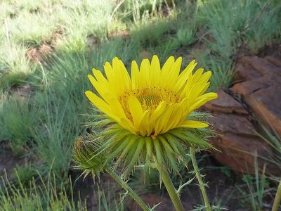 Berkheya seminivea, photographed by Andrew Hankey
