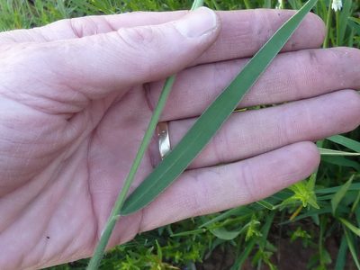 Urochloa serrata, photographed by Andrew Hankey