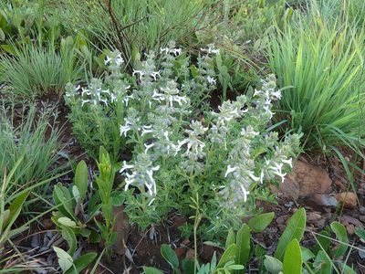 Syncolostemon pretoriae, photographed by Andrew Hankey