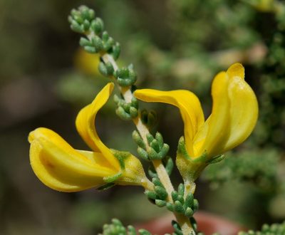 Aspalathus recurva, photographed by Charles Stirton