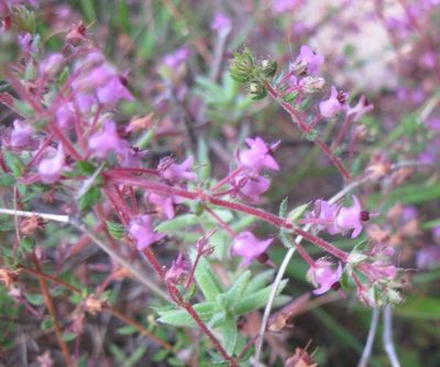 Erica thimifolia, photographed by Caroline Voget