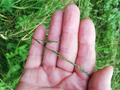 Lolium pratense, photographed by Татьяна Максимова
