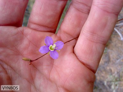 Heliophila linoides, photographed by Chris Vynbos