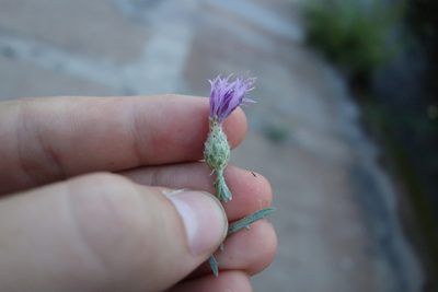 Centaurea arenaria, photographed by Aleksei Baushev