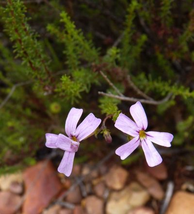 Jamesbrittenia tortuosa, photographed by Di Turner