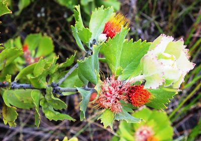 Leucospermum mundii, photographed by Tony Rebelo
