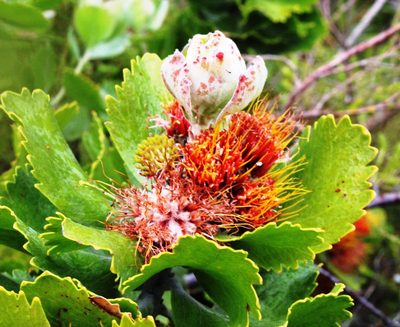 Leucospermum mundii, photographed by Tony Rebelo
