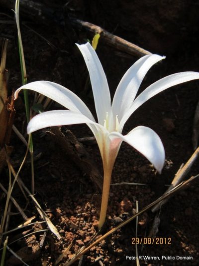Apodolirion buchananii, photographed by Peter Warren