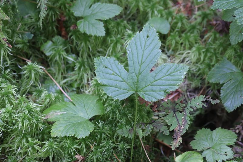 Rubus humulifolius, photographed by Nina Filippova