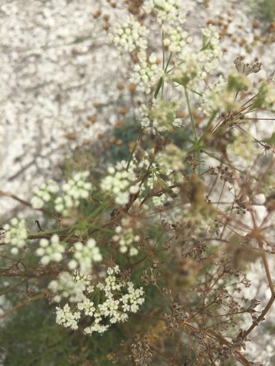 Pimpinella tragium, photographed by Елена Патерикина