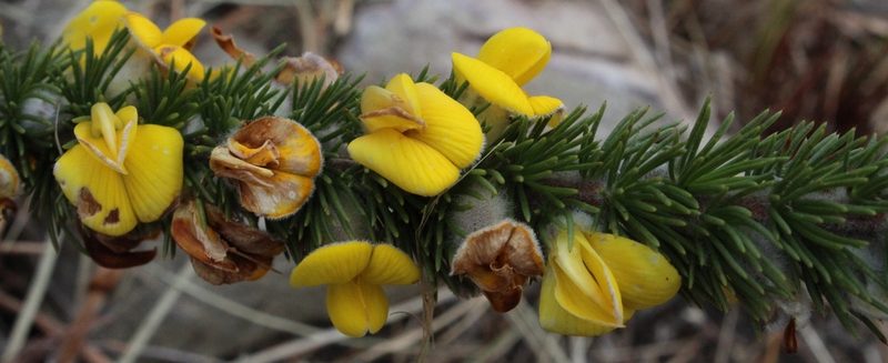 Aspalathus verbasciformis, photographed by Tony Rebelo
