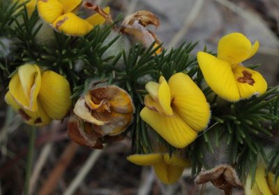 Aspalathus verbasciformis, photographed by Tony Rebelo