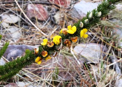 Aspalathus verbasciformis, photographed by Tony Rebelo