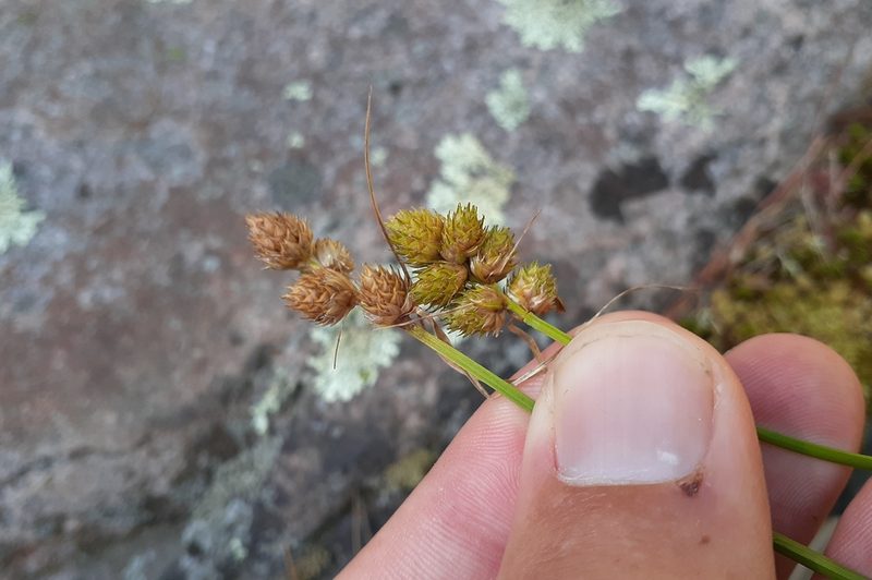 Carex cumulata, photographed by Quinten Wiegersma
