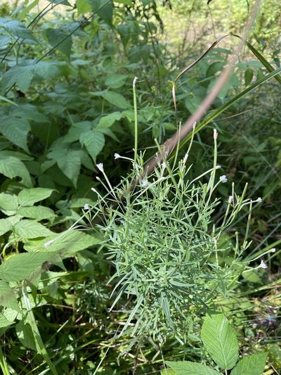 Epilobium leptophyllum, photographed by Mary E. Macaulay, P.Eng.