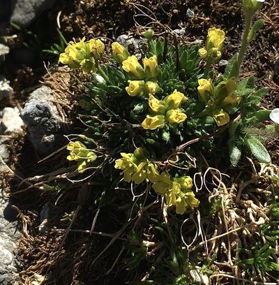Draba hoppeana, photographed by Karsten Rohweder