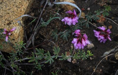 Indigofera equimontana, photographed by Tony Rebelo