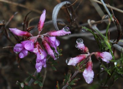 Indigofera equimontana, photographed by Tony Rebelo