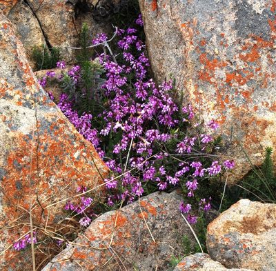 Indigofera equimontana, photographed by Tony Rebelo